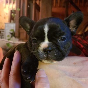 Meet your Posher, Rose howell